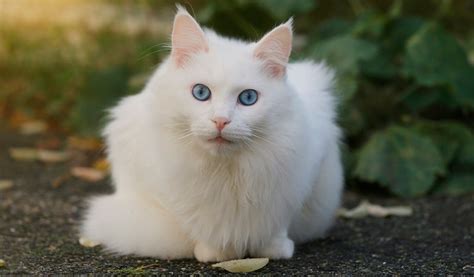 mavi gözlü ankara kedisi
